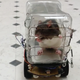 Image for article titled Rats will drive tiny cars for food